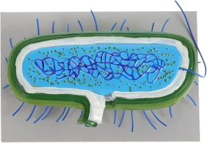 Anatomical Cell Model for Science Education Micro Structural Anatomy Display Engaging Biology Teaching Aid for Classrooms and Research Settings