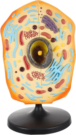 Educational Animal Cell Model Detailed Anatomy Display for Biology Teaching Vivid Structure for School Labs and Research and Realistic Environments