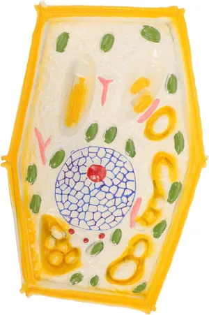 Hemoton Plant Cell Anatomy Model for Classroom Educational Biology Tool Easy to Operate for Middle School Teaching and Learning Enhances Understanding of Plant Cell Structure