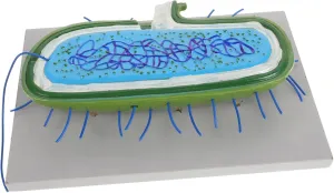 Teaching Cell Model Science Education Supplies Biology Cell Model for School