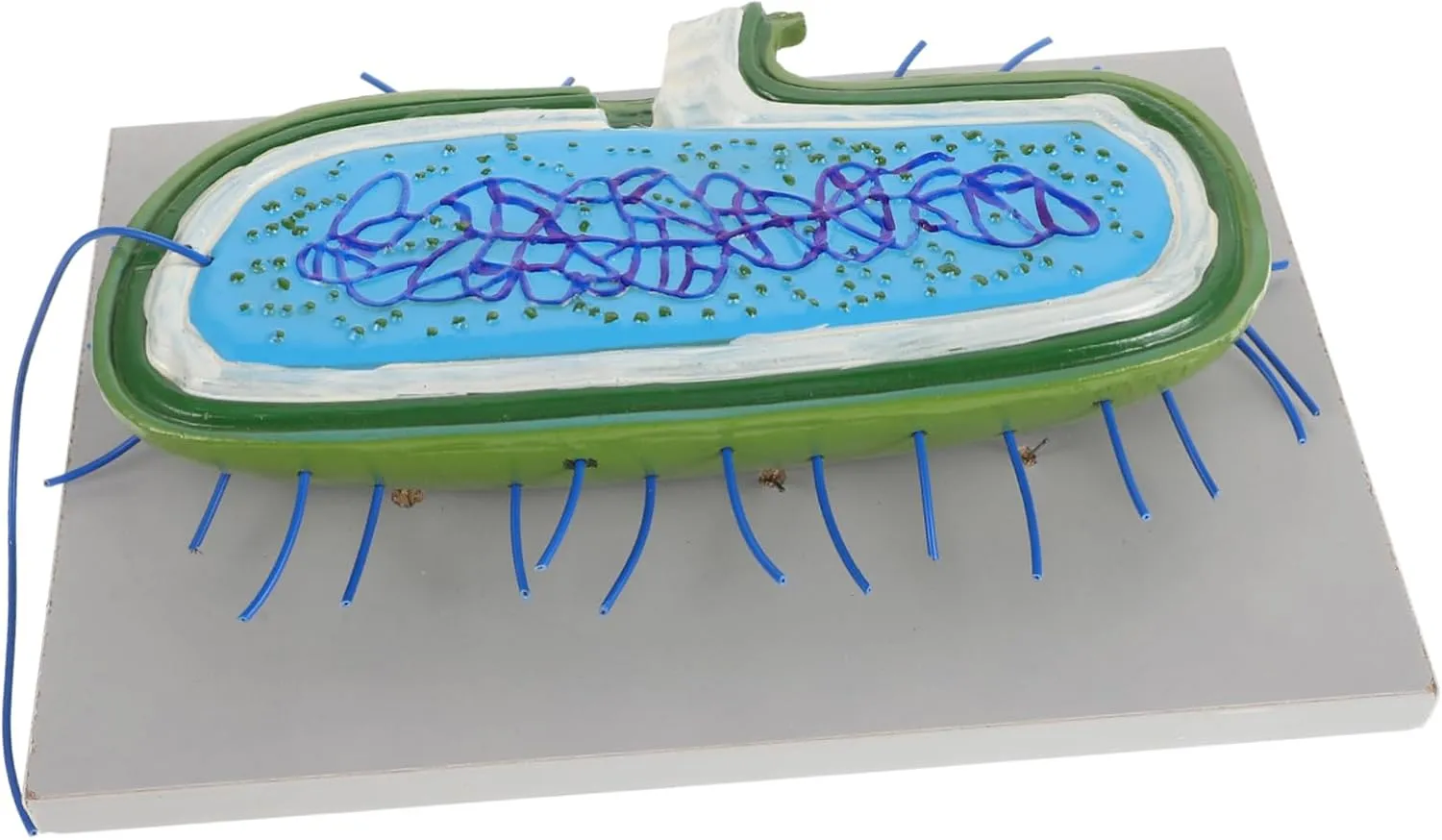 Teaching Cell Model Science Education Supplies Biology Cell Model for School